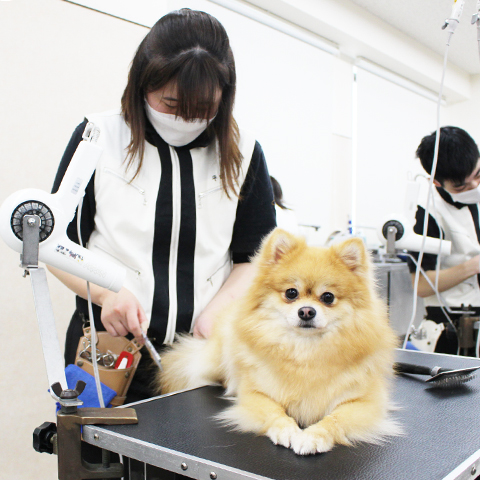 土日祝日のトリミング実習☆